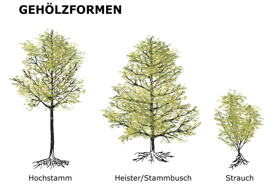 Heimische Bäume