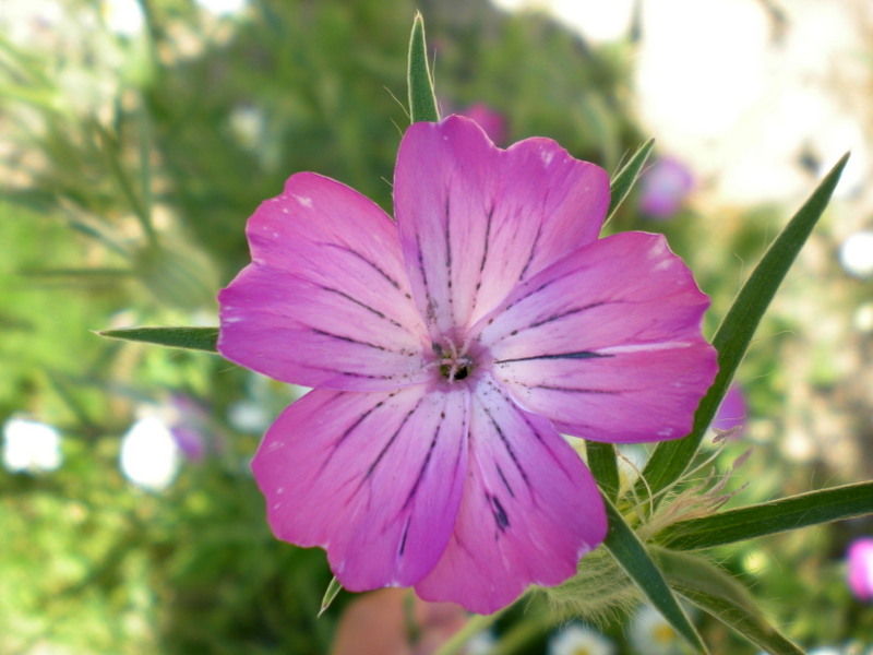 Blumen und Gräser für den Naturgarten
