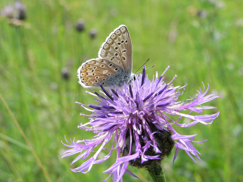 Tiere in unserem Garten