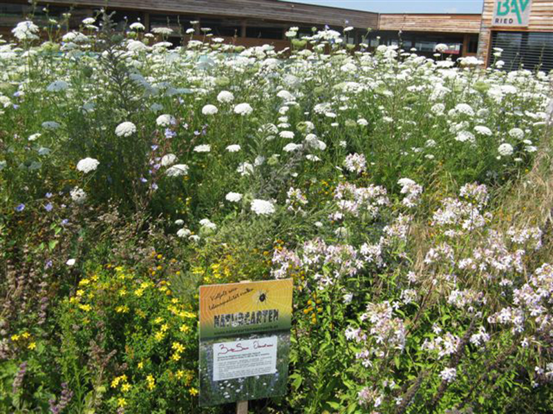 Blumenwiesen und Blühflächen