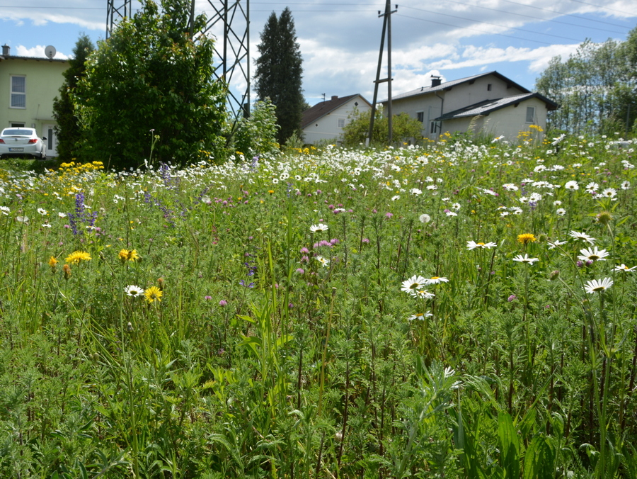 Siedlerverein Waldrand