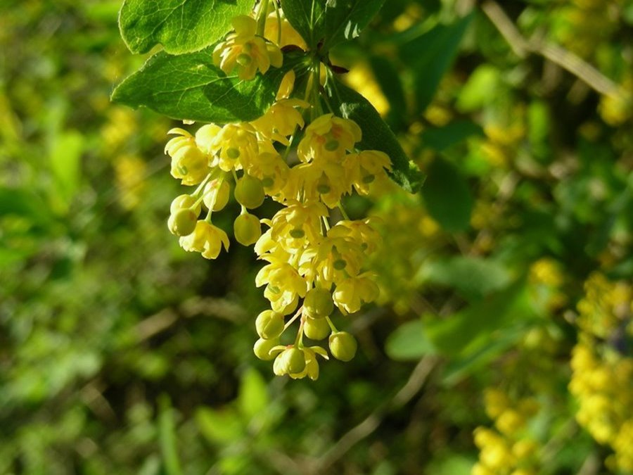 Heimische Sträucher